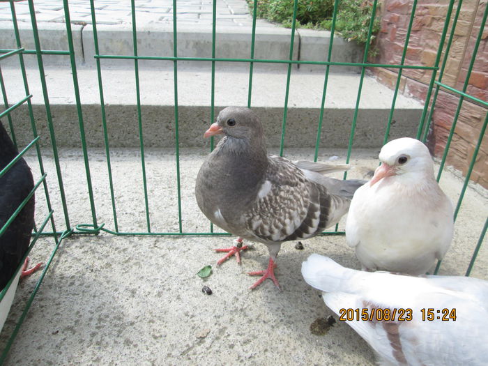 IMG_1000[1]; pui birmi 2015
