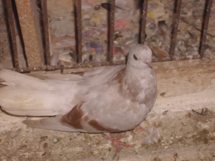 IMG_0965 - PORUMBEI VINDUTI