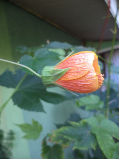 DSC04750