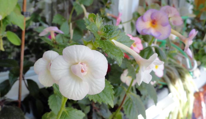 Ivory Queen - Achimenes