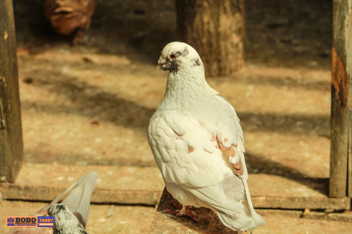 mascul 2012 - porumbei rase grele