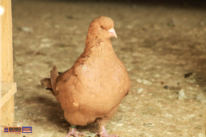 ching femela 2010 [linie veche]