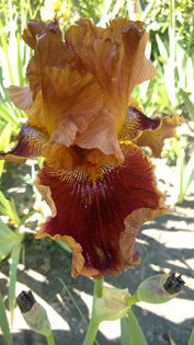 Copatonic - Iris 3