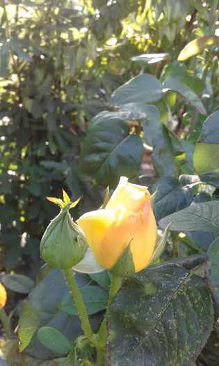 20150828_085509 - martori  in timp