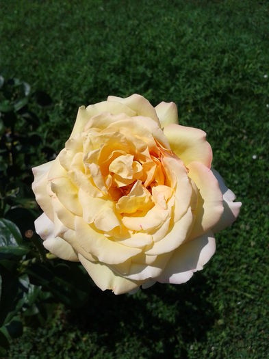 Fotografie0004 - AAAAA_R_TRANDAFIRI 2015_2017