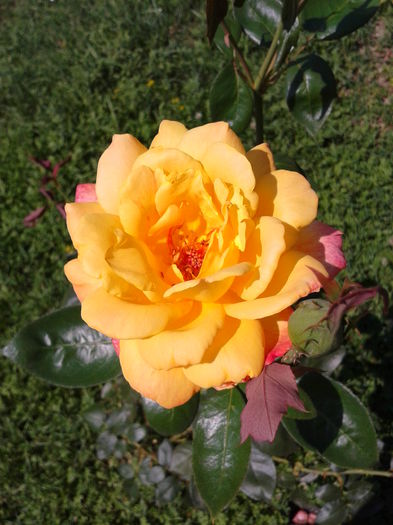 Fotografie0009 - AAAAA_R_TRANDAFIRI 2015_2017