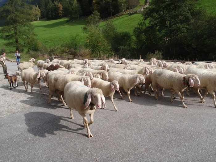 La drum lung cu oile Bergschaf - Rase de oi si capre -Poze deosebite-8