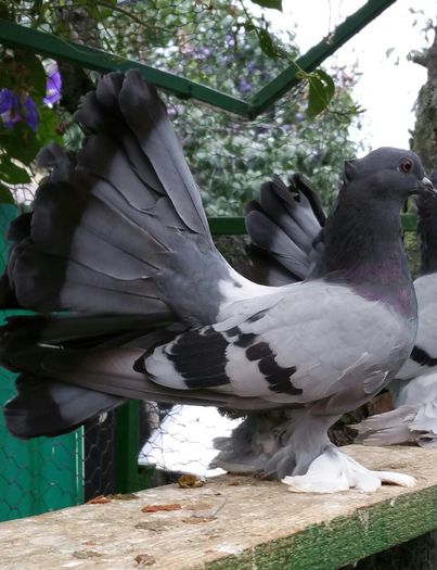 femela 2015 dnu Dinicu jud constanta