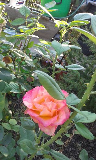 20150828_085553 - martori  in timp