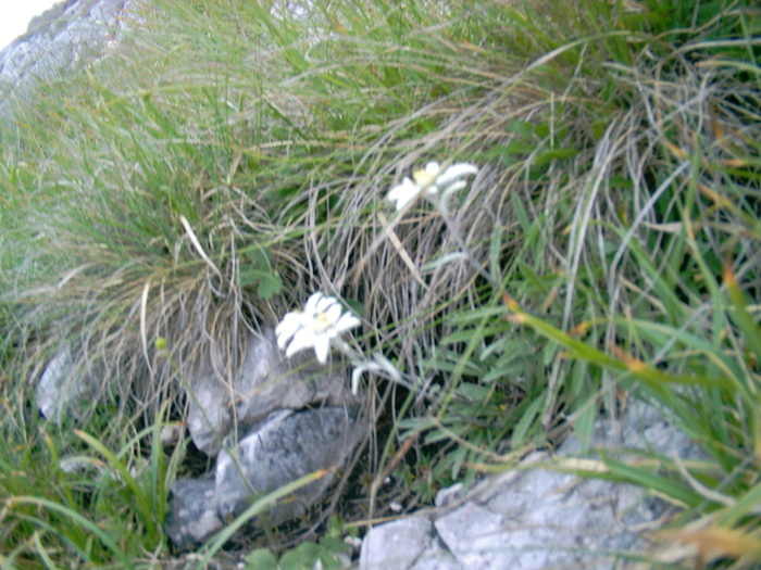 08020015 - Piatra Craiului - Creasta sudica