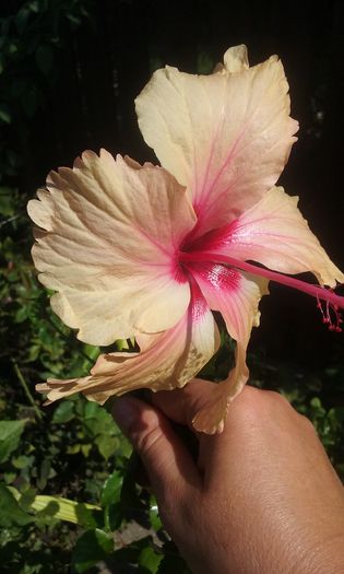 20150829_103304 - HIBISCUSI 2015