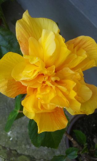 20150829_103239 - HIBISCUSI 2015