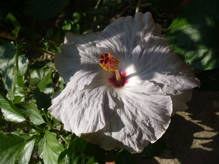 P1230742
