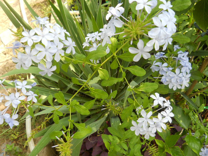 plumbago bleo - Flori apartament