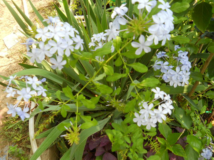 DSCN0307 - Flori apartament