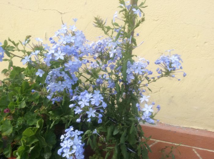 image - Plumbago