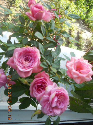 DSCN4656 - mini roze
