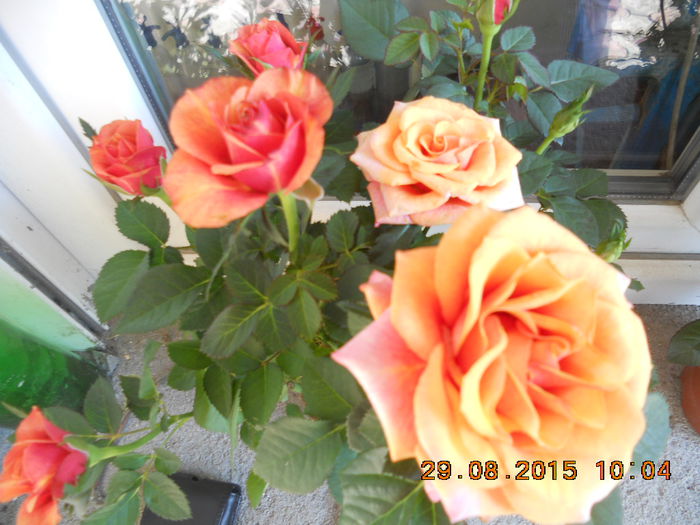 DSCN4668 - trandafiri