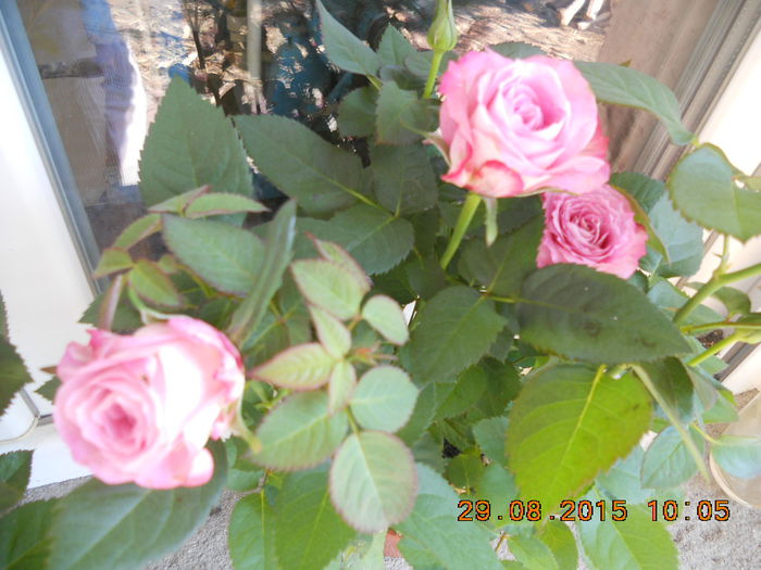 DSCN4670 - trandafiri