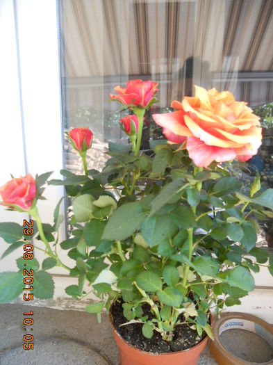 DSCN4671 - trandafiri