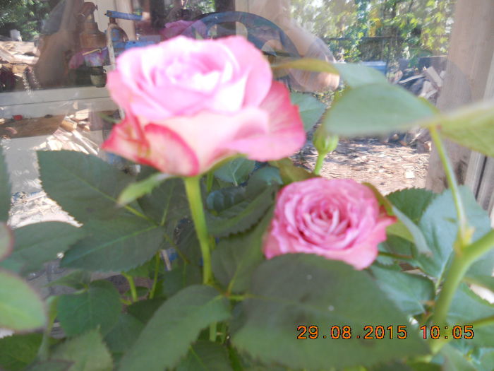 DSCN4673 - trandafiri