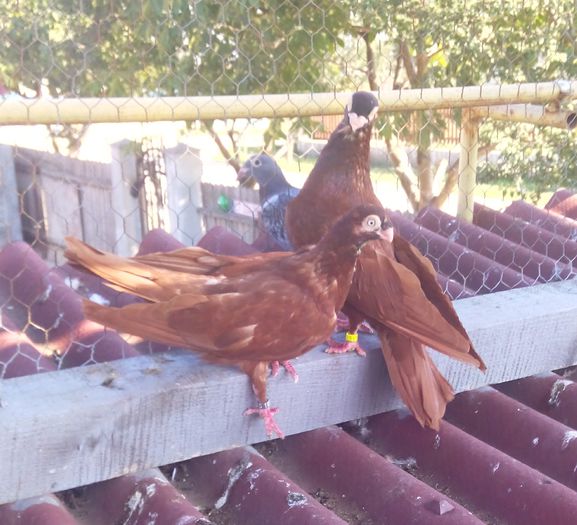 IMG_20150829_095132-1