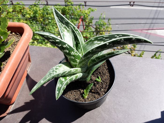 509 Tiger aloe (Aloe variegata) - Suculente - 2015 _ partea a II-a