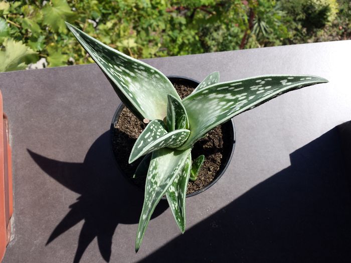 510 Tiger aloe (Aloe variegata) - Suculente - 2015 _ partea a II-a