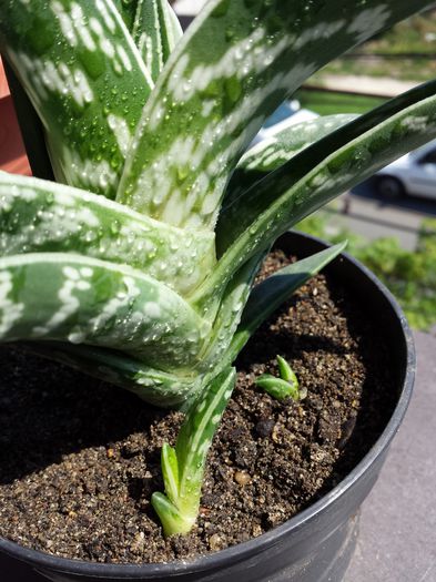 511 Tiger aloe (Aloe variegata) - Suculente - 2015 _ partea a II-a