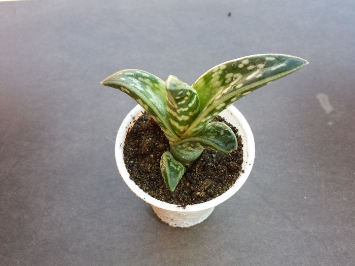 512 Tiger aloe (Aloe variegata)