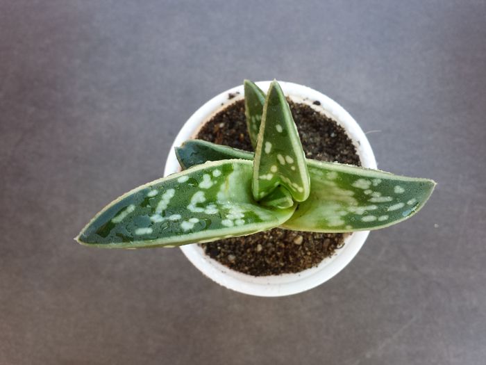 513 Tiger aloe (Aloe variegata)