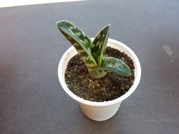 514 Tiger aloe (Aloe variegata) - Suculente - 2015 _ partea a II-a