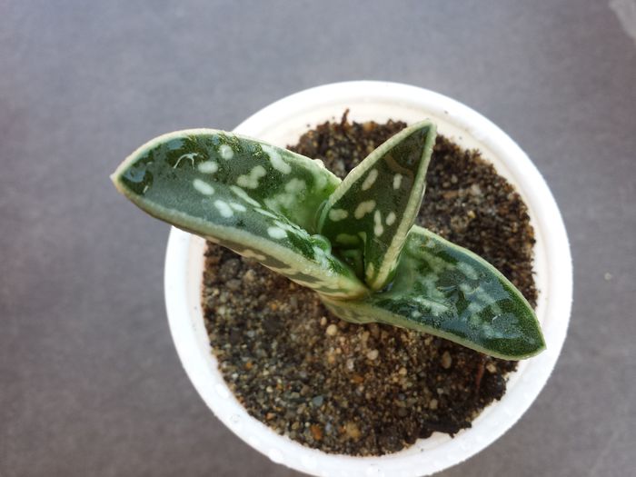 515 Tiger aloe (Aloe variegata)