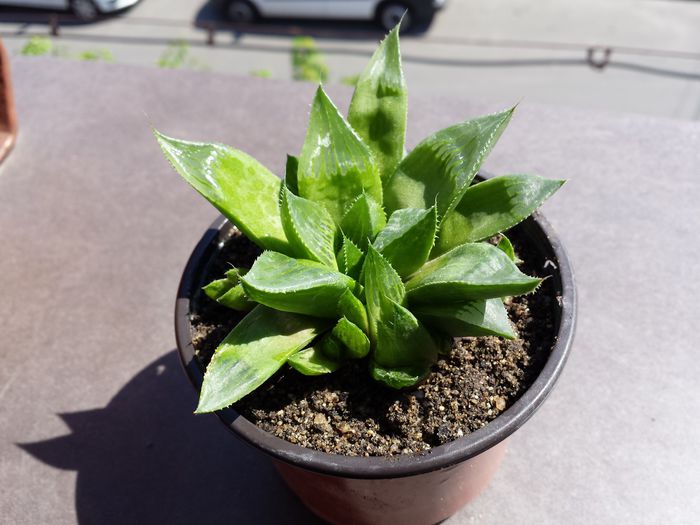 516 Haworthia turgida