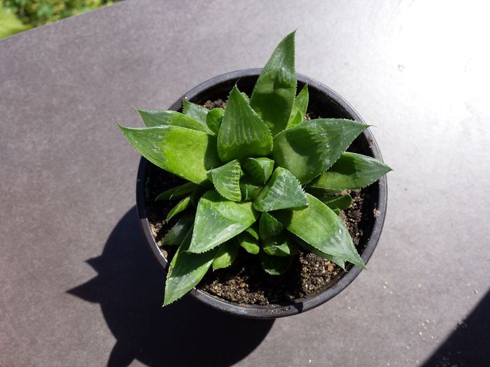 517 Haworthia turgida