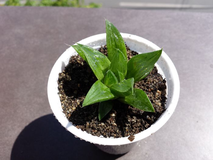 519 Haworthia turgida