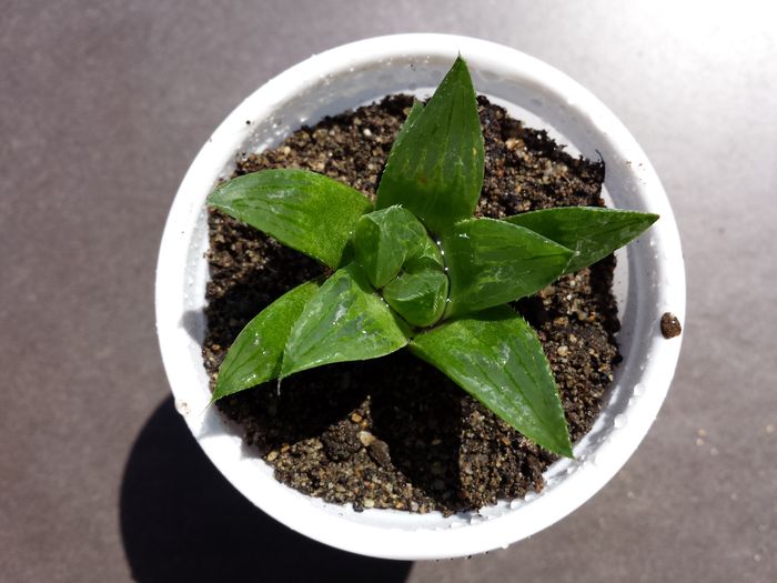 520 Haworthia turgida