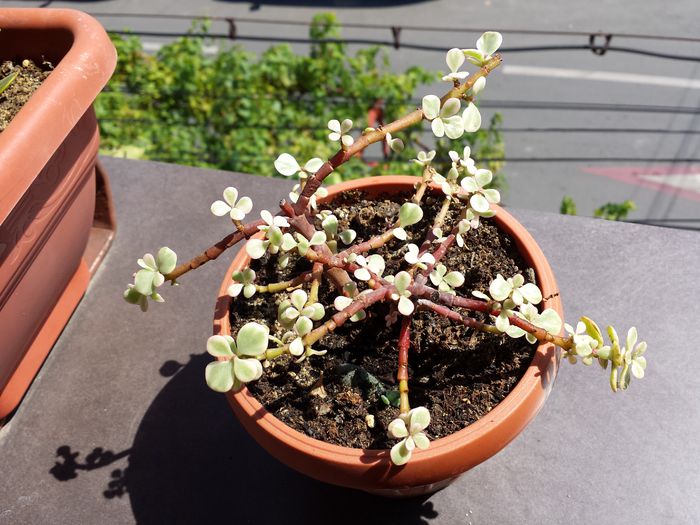 521 Crassula portulacaria afra variegata