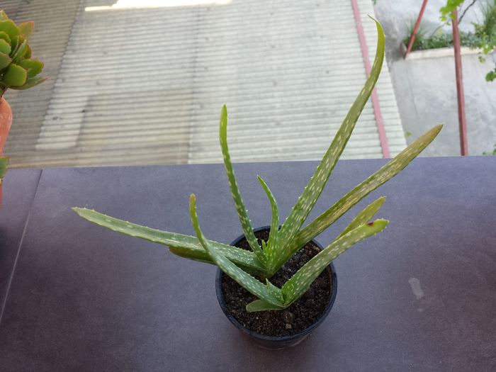 543 Aloe vera (l.) burm.f