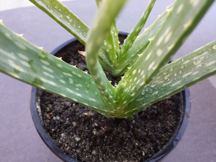 545 Aloe vera (l.) burm.f