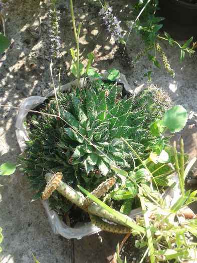 20150816_105108 - FLORI DIN GRADINA MAMEI MELE II 2015