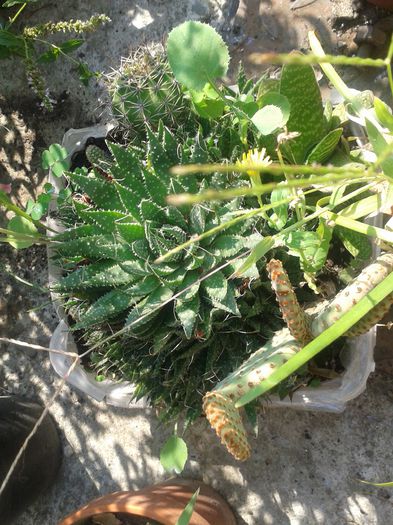 20150816_105124 - FLORI DIN GRADINA MAMEI MELE II 2015