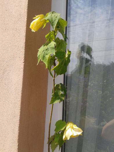 20150822_114118 - FLORI DIN GRADINA MAMEI MELE II 2015