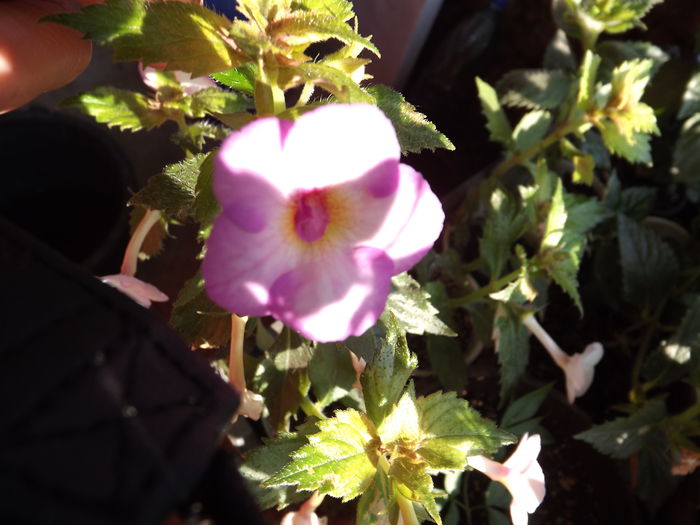 DSCF4313 - ACHIMENES