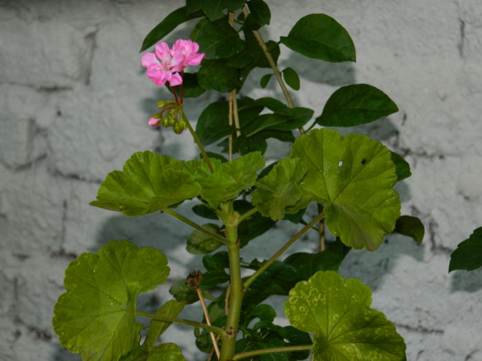 DSCN4101 - 2015_2_AUGUST