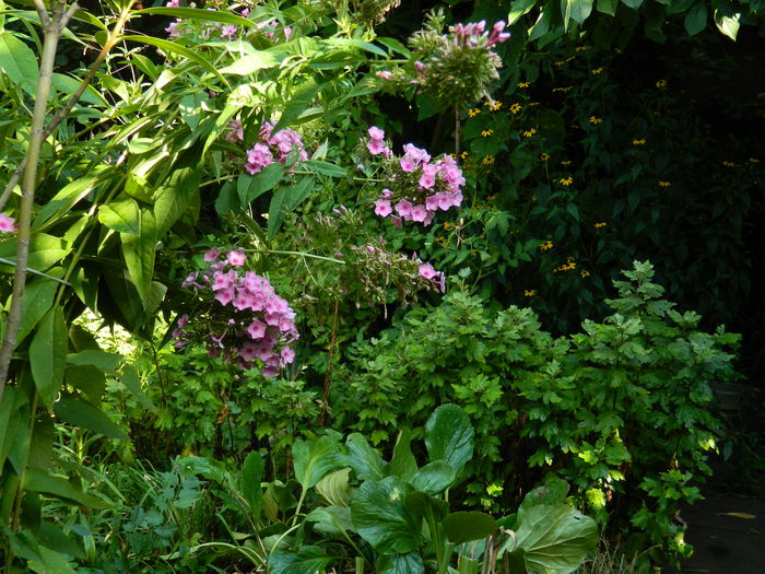 DSCN4143 - 2015_2_AUGUST