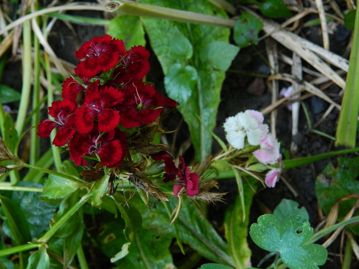 DSCN4146 - 2015_2_AUGUST