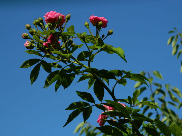 DSCN4150 - 2015_2_AUGUST