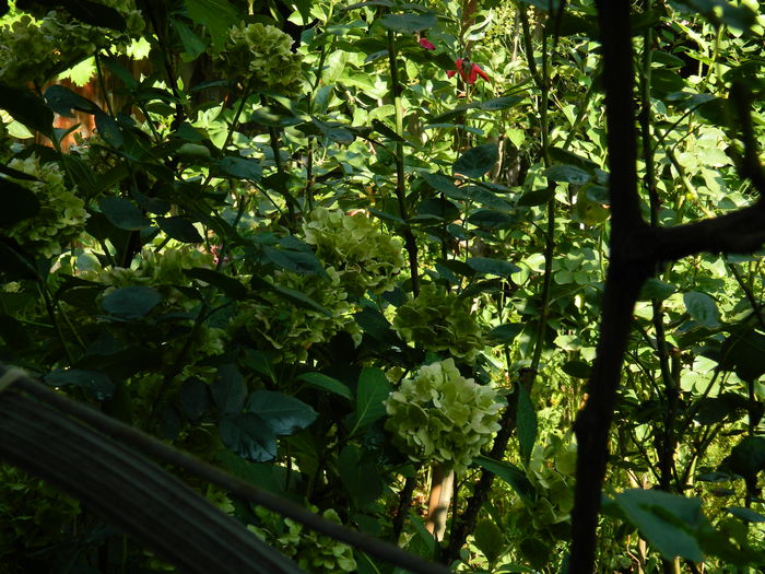 DSCN4157 - 2015_2_AUGUST