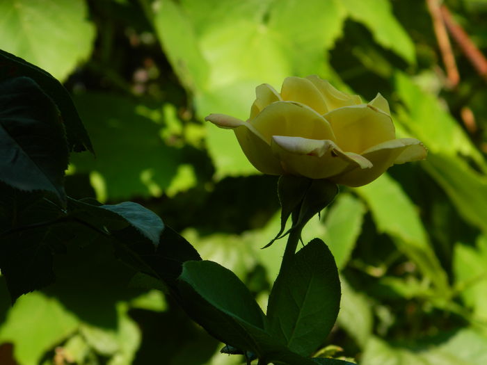 DSCN4160 - 2015_2_AUGUST